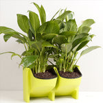 Parede de Plantas Vertical Interior e Exterior Varanda Vasos de Flores Montados na Parede Combinação Criativa de Vasos de Flores em Resina Plástica com Vaso Removível