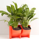 Parede de Plantas Vertical Interior e Exterior Varanda Vasos de Flores Montados na Parede Combinação Criativa de Vasos de Flores em Resina Plástica com Vaso Removível