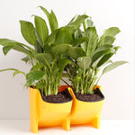 Parede de Plantas Vertical Interior e Exterior Varanda Vasos de Flores Montados na Parede Combinação Criativa de Vasos de Flores em Resina Plástica com Vaso Removível