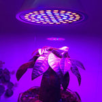 Lâmpada LED para Crescimento de Plantas 20W 60 LEDs, E27, E14