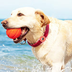 Colar Donut para Animal de Estimação Capa de Silicone Anti-riscos e Anti-choques para AirTag 2ª Geração / AirTag 1ª Geração, 1, 2