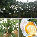 100pcs Sacos Protetores para Frutas Sacos Impermeáveis para Embalagem de Laranjas Sacos de Papel, 15x19cm, 16x20cm, 17x21cm