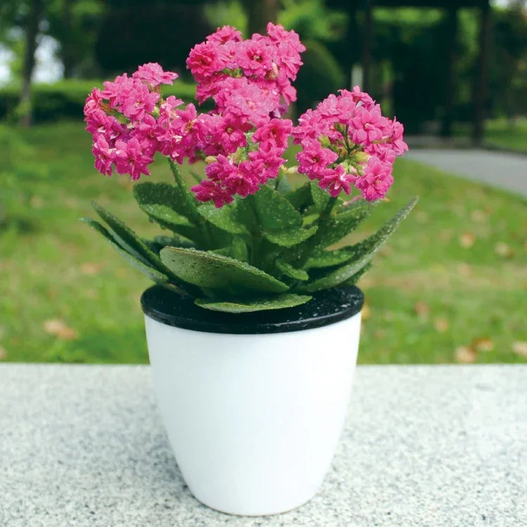 Vasos de Flores Preguiçosos com Autoabsorção de Água, Vasos Hidropónicos Automáticos em Resina Plástica Circular, Design de Dupla Camada, Vaso Autoirrigável, Diâmetro: 11cm, Altura: 10,3cm, Diâmetro: 11cm, Altura: 10,3cm