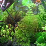Tesoura, Pinça e Clipe 3 em 1 em Aço Inoxidável, Ferramentas de Poda para Miniaturas de Plantas, Grama e Paisagem de Aquário, Conjunto de 3 Peças