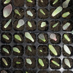 Tabuleiro para Mudas Prato para Germinação com 24 Furos Vasos de Viveiro Tampa Caixa para Jardinagem Bonsai Mini Estufa Prato de Viveiro Três Conjuntos, 2 PCS