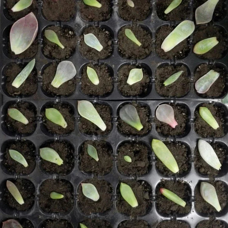 Tabuleiro para Mudas Prato para Germinação com 24 Furos Vasos de Viveiro Tampa Caixa para Jardinagem Bonsai Mini Estufa Prato de Viveiro Três Conjuntos, 2 PCS