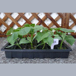 Tabuleiro para Mudas Prato para Germinação com 24 Furos Vasos de Viveiro Tampa Caixa para Jardinagem Bonsai Mini Estufa Prato de Viveiro Três Conjuntos, 2 PCS