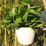 Vaso Autoirrigável para Plantas, Vasos de Flores Preguiçosos para Pendurar na Parede, Redondos, em Resina Plástica, Tamanho: 13x8,5x13cm, Tamanho: 13x8,5x13cm