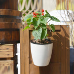 Vaso Autoirrigável para Plantas, Vasos de Flores Preguiçosos para Pendurar na Parede, Redondos, em Resina Plástica, Tamanho: 13x8,5x13cm, Tamanho: 13x8,5x13cm