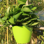 Vaso Autoirrigável para Plantas, Vasos de Flores Preguiçosos para Pendurar na Parede, Redondos, em Resina Plástica, Tamanho: 13x8,5x13cm, Tamanho: 13x8,5x13cm