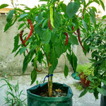 Saco de Plantação de Morangos em Feltro Não Tecido com 6 Bolsos 26L / 7 Galões, Tamanho: 30X35cm