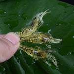 10 PCS Iscas Moles para Pesca 4cm Iscas Popper, Camarão Artificial, Camarão Luminoso, Camarão Rosa, Camarão Verde, Camarão Transparente