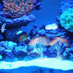 Artigos de Aquário Decoração Água-viva Simulada Fluorescente em Silicone com Ventosa, Tamanho: 10*10*9cm