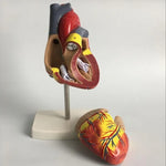 Modelo Anatómico do Coração Humano 1:1 Modelo Médico de Cardiologia para Ensino da Anatomia do Coração com Marcação Numérica