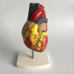 Modelo Anatómico do Coração Humano 1:1 Modelo Médico de Cardiologia para Ensino da Anatomia do Coração com Marcação Numérica