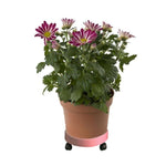 Bandeja Universal para Vaso com Rodas Redondas Fácil de Mover Bandeja para Vaso de Planta Prato de Jardim Suporte de Plástico