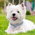 Coleira para Cães com Strass Brilhante, Colar de Cristal para Cachorros Chihuahua, Acessórios para Mascotas, L, M, S