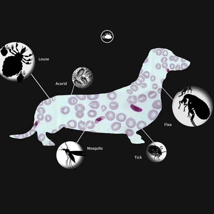 Coleira Antipulgas e Anti-piolhos para Animais, Anel Repelente de Insetos In Vitro, Cão Pequeno/38cm, Cão Grande/70cm