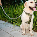 Corda de Tração para Cão Exterior Anti-Pulgas em Nylon Reflector Elástico Esticável, Elástico Esticável Amarelo, Elástico Esticável Verde