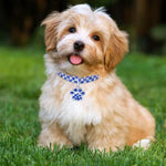 Colar de Joalharia Elástico com Diamantes para Gatos e Cães, S, M, L