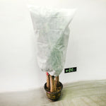 2 PCS Capa Anti-Gelo para Plantas Capa para Árvores Resistente ao Frio de Outono e Inverno Saco Anticongelante para Plantas Não Tecido, 0.8mx1.2m, 0.6mx0.8m, 1.2x1.8m, 0.8mx1m