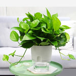 Vaso de flor transparente de plástico de dupla camada com armazenamento de água automático e absorção de água, Calibre A703 8,2cm, Calibre A705 10,5cm, Calibre A707 15,3cm, Calibre A709 23,5cm