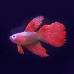 Luz Noturna com Decorações para Aquário em Silicone Ecológico, Peixes Coloridos, 1 Betta Vermelho, 2 Betta Castanho, 3 Betta Azul, 4 Peixe Dourado Azul, 5 Peixe Dourado Vermelho, 6 Peixe Dourado Castanho