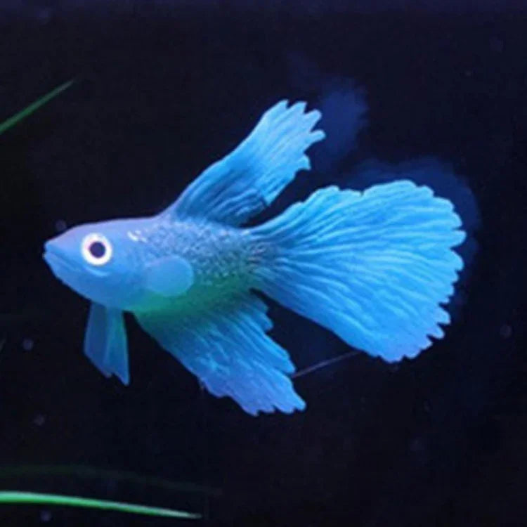 Luz Noturna com Decorações para Aquário em Silicone Ecológico, Peixes Coloridos, 1 Betta Vermelho, 2 Betta Castanho, 3 Betta Azul, 4 Peixe Dourado Azul, 5 Peixe Dourado Vermelho, 6 Peixe Dourado Castanho