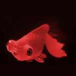 Luz Noturna com Decorações para Aquário em Silicone Ecológico, Peixes Coloridos, 1 Betta Vermelho, 2 Betta Castanho, 3 Betta Azul, 4 Peixe Dourado Azul, 5 Peixe Dourado Vermelho, 6 Peixe Dourado Castanho