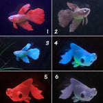Luz Noturna com Decorações para Aquário em Silicone Ecológico, Peixes Coloridos, 1 Betta Vermelho, 2 Betta Castanho, 3 Betta Azul, 4 Peixe Dourado Azul, 5 Peixe Dourado Vermelho, 6 Peixe Dourado Castanho