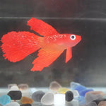 Luz Noturna com Decorações para Aquário em Silicone Ecológico, Peixes Coloridos, 1 Betta Vermelho, 2 Betta Castanho, 3 Betta Azul, 4 Peixe Dourado Azul, 5 Peixe Dourado Vermelho, 6 Peixe Dourado Castanho