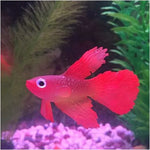 Luz Noturna com Decorações para Aquário em Silicone Ecológico, Peixes Coloridos, 1 Betta Vermelho, 2 Betta Castanho, 3 Betta Azul, 4 Peixe Dourado Azul, 5 Peixe Dourado Vermelho, 6 Peixe Dourado Castanho
