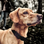 Treinador de Coleira para Animais Recarregável Parar Latidos Automático, Parar Latidos Automático Preto, Parar Latidos Automático Preto com Manchas Brancas