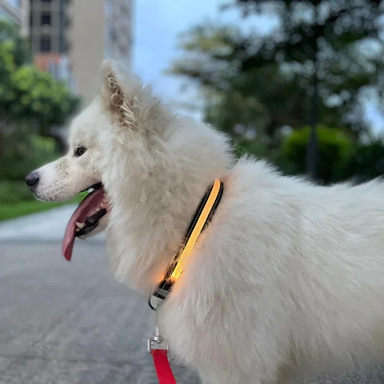 Colar Iluminado LED Recarregável Resistente ao Desgaste e à Água para Animal de Estimação, Tamanho:, XS, S, M, L