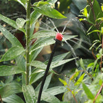 Sistema de Irrigação por Gotejamento com Mangueira Conjunto de Rega de Plantas Gotejadores Ajustáveis 360 Graus, Kit 5m, Kit 10m, Kit 15m, Kit 20m, Kit 25m