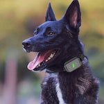 Treinador Inteligente para Cães com Choque Elétrico Impermeável Recarregável e Controlo Remoto para Parar Latidos