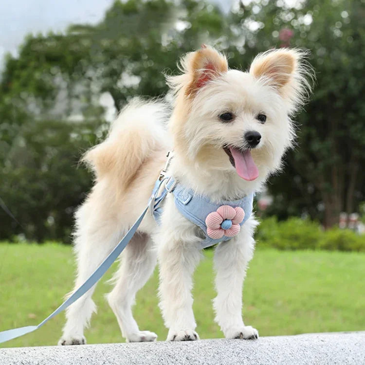 Trela com Colete para Cachorro, Peitoral Teddy, Correia para Passeio, S, M, L, XL