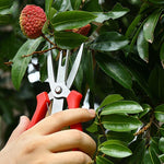 Agricultural Fruit And Flower Thinning Scissors Home Gardening Pruning Tools, 6608-1