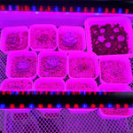 Luz de Crescimento para Plantas com Clip, Espectro Completo, com Controlo Remoto, 2 Cabeças, 3 Cabeças, 4 Cabeças