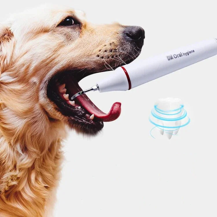Máquina de Limpeza Dentária Ultrassónica para Remoção de Tártaro em Cães, Plugue CN, Plugue US, Plugue UK, Plugue EU