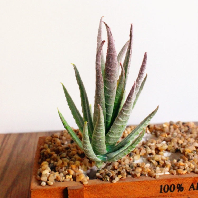 Artificial Mini Aloe Plastic Plants Craft Floristry Landscape Garden Family Office Decoration, Green not Flocked, Flocking Green Red Tip, Flocking Green Yellow Tip