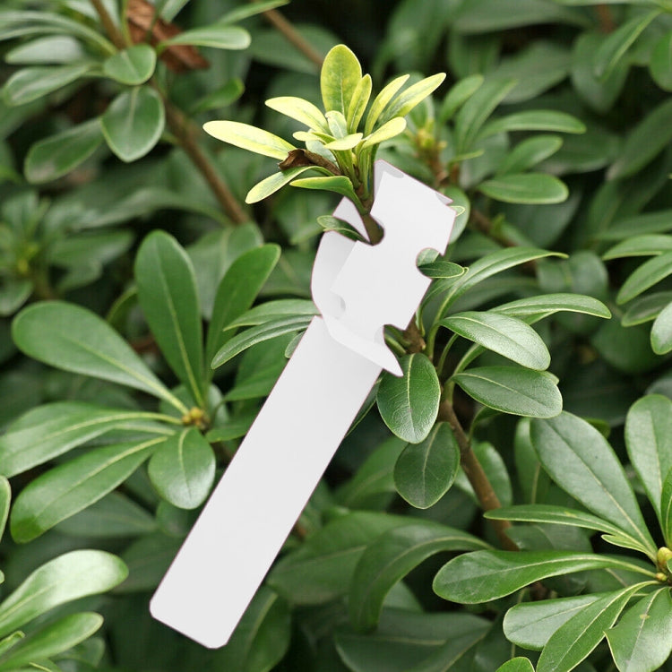 100 Etiquetas para Plantas de Jardim Muda Semente Pendentes, Etiqueta para Planta 5 Amarelas, Etiqueta para Planta 5 Verdes, Etiqueta para Planta 5 Azuis, Etiqueta para Planta 5 Vermelhas, Etiqueta para Planta 5 Brancas, Etiqueta para Planta 5 Cor-de-rosa